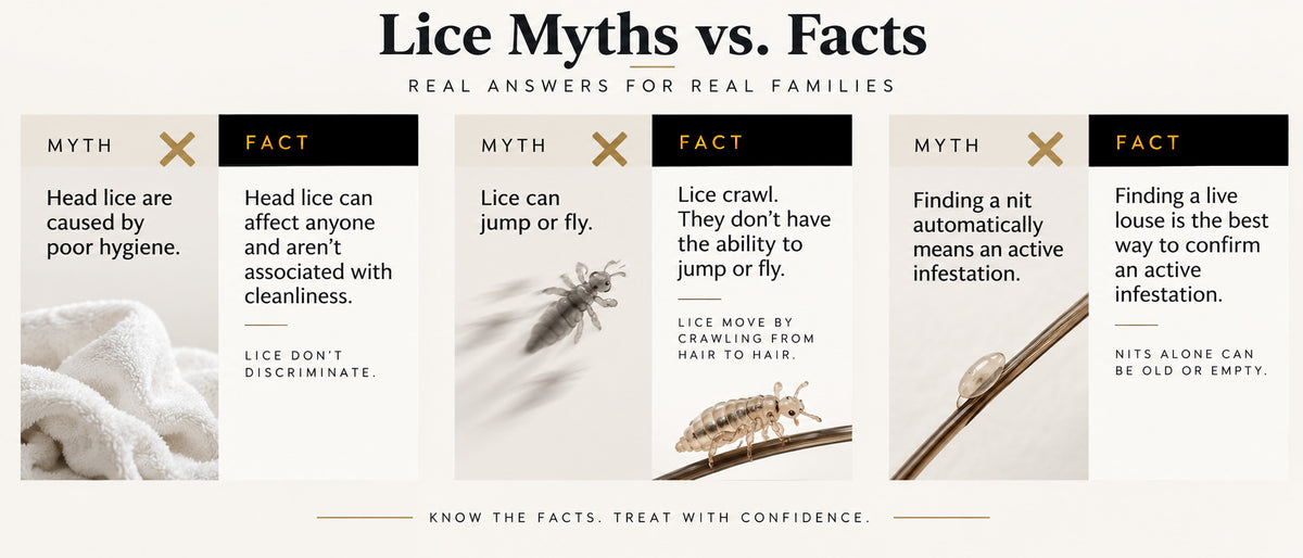 Head lice myths and facts about hygiene, how lice spread and identifying an active infestation